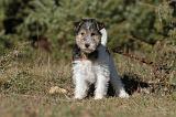 FOX TERRIER 426